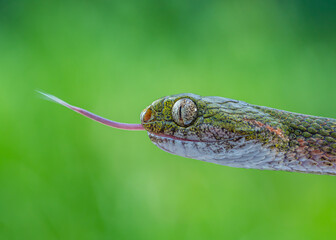 snake on the grass