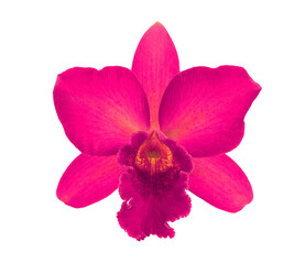 Orchid Flower isolated on transparent png