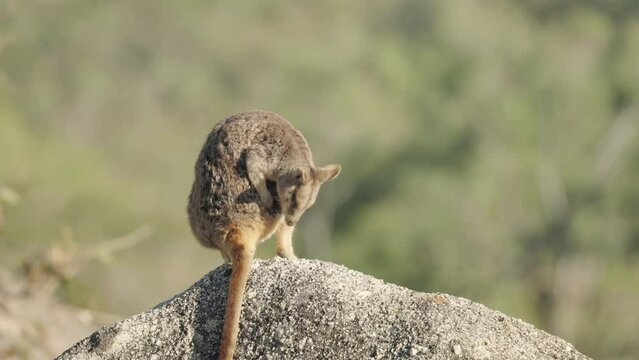a rear view of a mareeba rock-wallaby sitting and grooming its back at granite gorge near mareeba of qld, australia