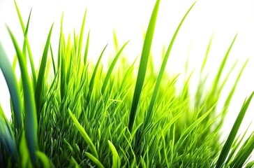 Closeup of a fresh and bright green spring grass on white background. Abstract natural background of green grass. Generative AI.