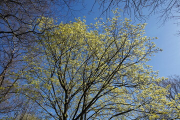 Baumkronen von Laubbäumen aus der Froschperspektive im Frühling, Blauer Himmel