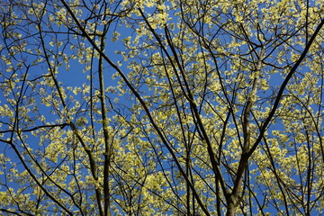 Baumkronen von Laubbäumen aus der Froschperspektive im Frühling, Blauer Himmel