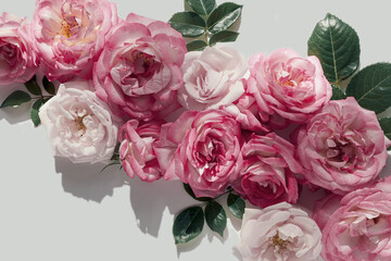 Floral composition made of beautiful pink rose buds lying on white background with sunlight. Nature concept. Summer theme. Minimal style. Top view. Flat lay