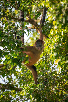 Detail of the happy face of a brown spider monkey isolated on tree. Costa Rica