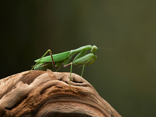 Praying mantis on a green background. The insect hunts, eat, macro