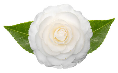 White camellia flower with leaves isolated