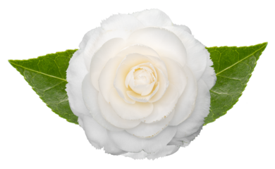White camellia flower with leaves isolated