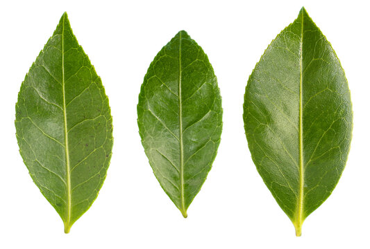 Set Of Fresh Camellia Leaves Isolated