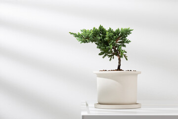 Juniperus procumbens or Creeping Juniper in a white ceramic pot.