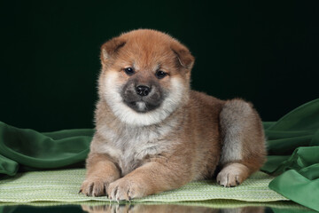 Cute little Shiba Inu puppy on a green background. Funny red puppy