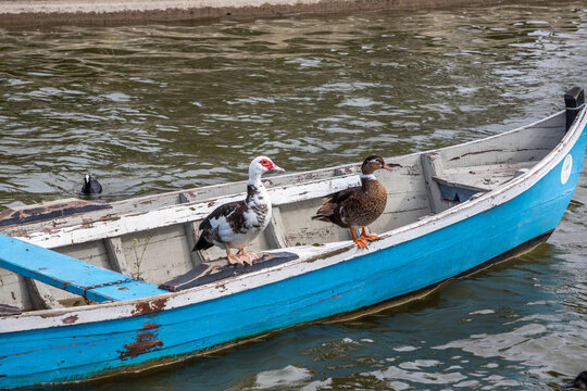Birds on a boat in Portugal