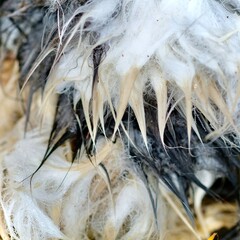 Nahaufnahme eines nassen, schwarz-weißen Tierfells