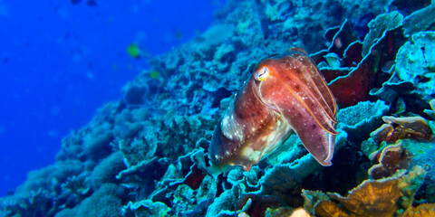 Fototapeta na wymiar Cuttlefish, Sepia sp., Bunaken National Marine Park, Bunaken, North Sulawesi, Indonesia, Asia