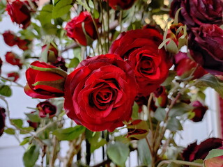 Many crimson roses were beautifully arranged. Artificial flowers made of red cloth  decorated on the plant used for home or shop decoration.Fake flowers are popular because durable and easy to care.

