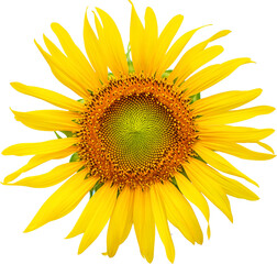 Flower of sunflower isolated on transparent background ,Png file