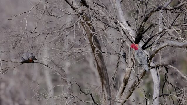 a male and female gang-gang cockatoo feed in a gum tree at kosciusko national park in the snowy mountains of nsw, australia