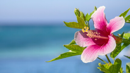 Pink hibiscus and the tropical sea