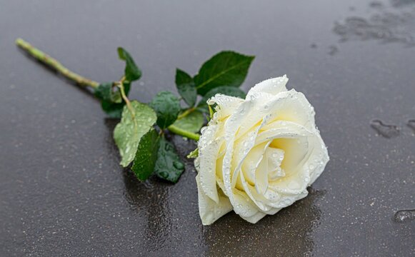 eine auf einem grauen Stein niedergelegte gelbe Rose auf gefrorenem Untergrund zum Ausdruck der Trauer und des Gedenkens mit genügend Textfreiraum