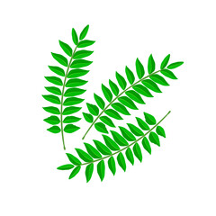 Curry leaf illustration vector. Murraya koenigii. isolated on white background