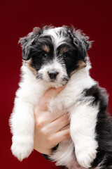 Adorable tricolor terrier puppy looking at the camera with shiny dark eyes. Puppy dog on red background. Little cuddle puppy