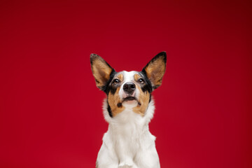Border Collie dog on red background studio photo. Dog portrait