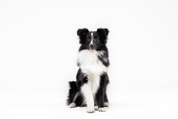 Sheltie dog on white background. Dog sitting. Dog studio photo. Shetland shepherd breed. 