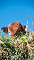 Vaca marrón tumbada tras pradera de hierba en día soleado