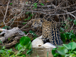 Jaguar carrying a dead caiman in Pantanal, Brazil