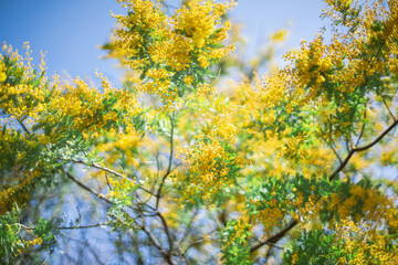 Fototapeta premium ミモザ