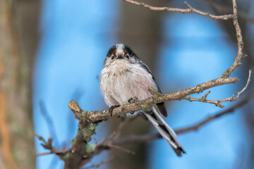 Long-tailed Tit perched on a tree branch