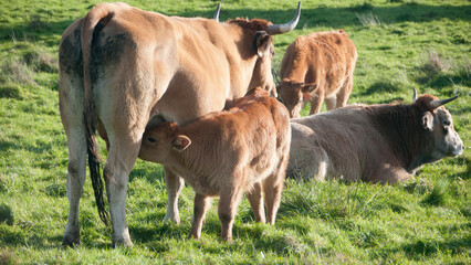 Fototapeta premium Pequeña vaca marrón mamando de la teta de su madre en pradera de hierba