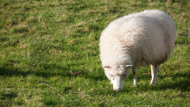 Oveja blanca pastando en redil al aire libre