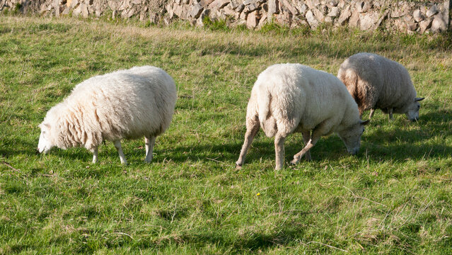 Ovejas blancas pastando en redil al aire libre