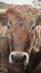 Cabeza de vaca marrón con ramas delante