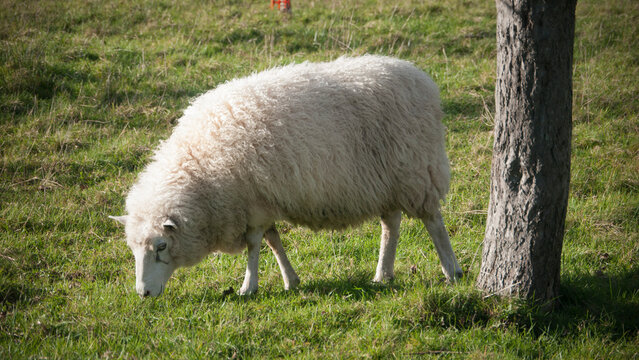 Oveja blanca pastando en redil al aire libre junto a arbol