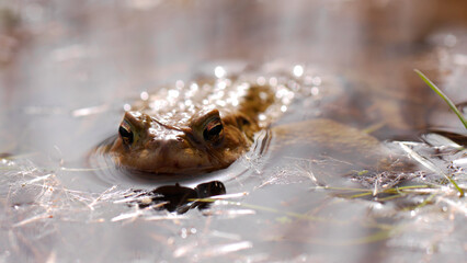 A common taod (Bufo bufo) in water on sunny day