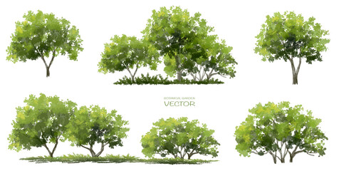 Vector watercolor of tree side view isolated on white background  for landscape  and architecture drawing, elements for environment and garden, painting botanical for section and elevation 