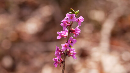 Fototapeta na wymiar Pink flowers of February daphne (Daphne mezereum) on sunny day | early spring blossoms