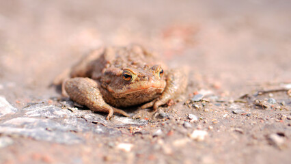 A common taod (Bufo bufo) sitting on the ground on a sunny day with slightly blured background.