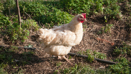 Gallina blanca con cresta roja en corral 