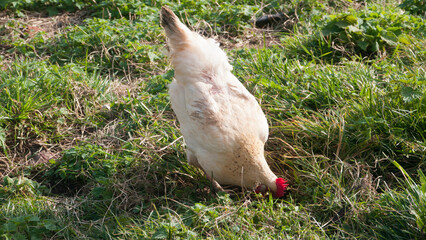 Gallina blanca con cresta roja en corral 