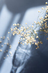 Flowers close up on the blue background 