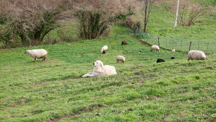 Perro pastor cuidando rebaño en ladera verde