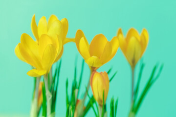 First spring love crocus flowers, yellow and green minimal floral background