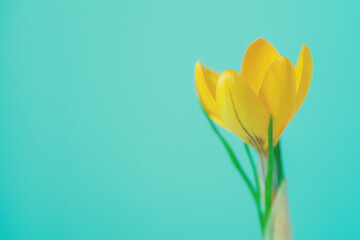First spring love single crocus flower closeup, yellow and green minimal floral background, copy space