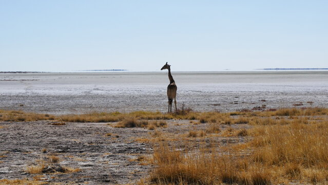 Giraffe im Etosha-Nationalpark