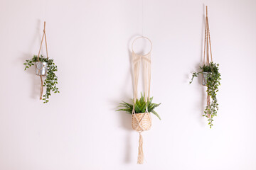 Three handmade cotton macrame plant hangers are hanging from a white wall. Pendants macrame have...