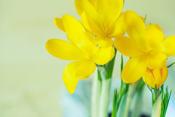 Obraz premium First spring love crocus flowers, yellow and green floral background