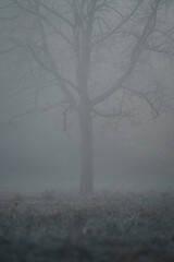 misty morning in the forest