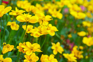 Yellow cultivated flowers blossoming